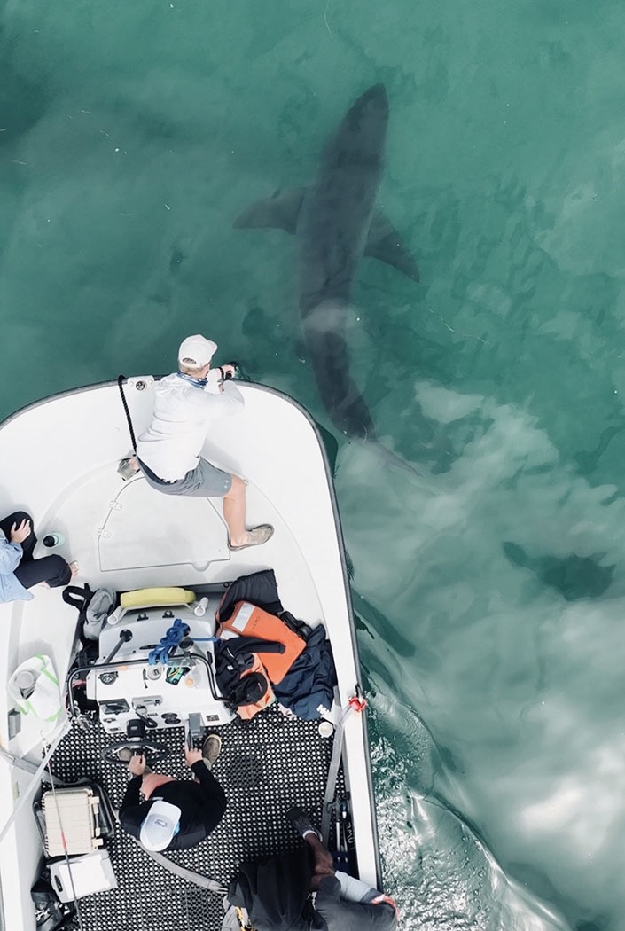 Aerial view of a juvenile great white shark swimming near a small research boat. A man at the edge of the boat is attempting to film the shark with a pole-mounted camera. 