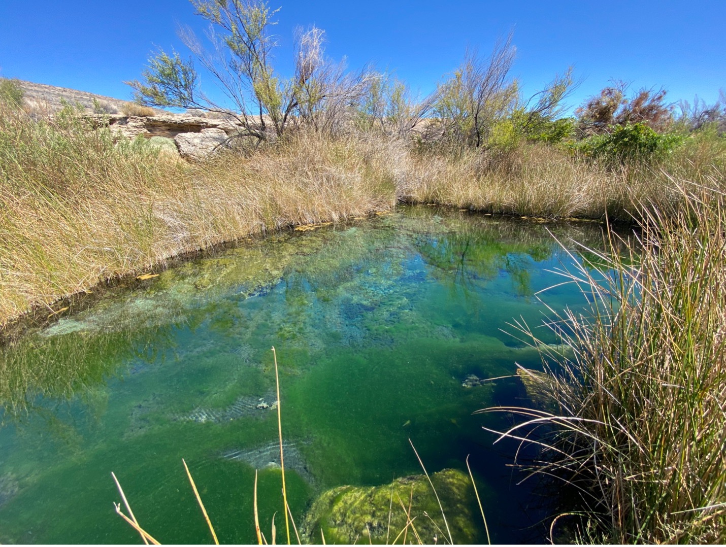Thermal spring at Ash Meadows National Wildlife Refuge, Nevada. 