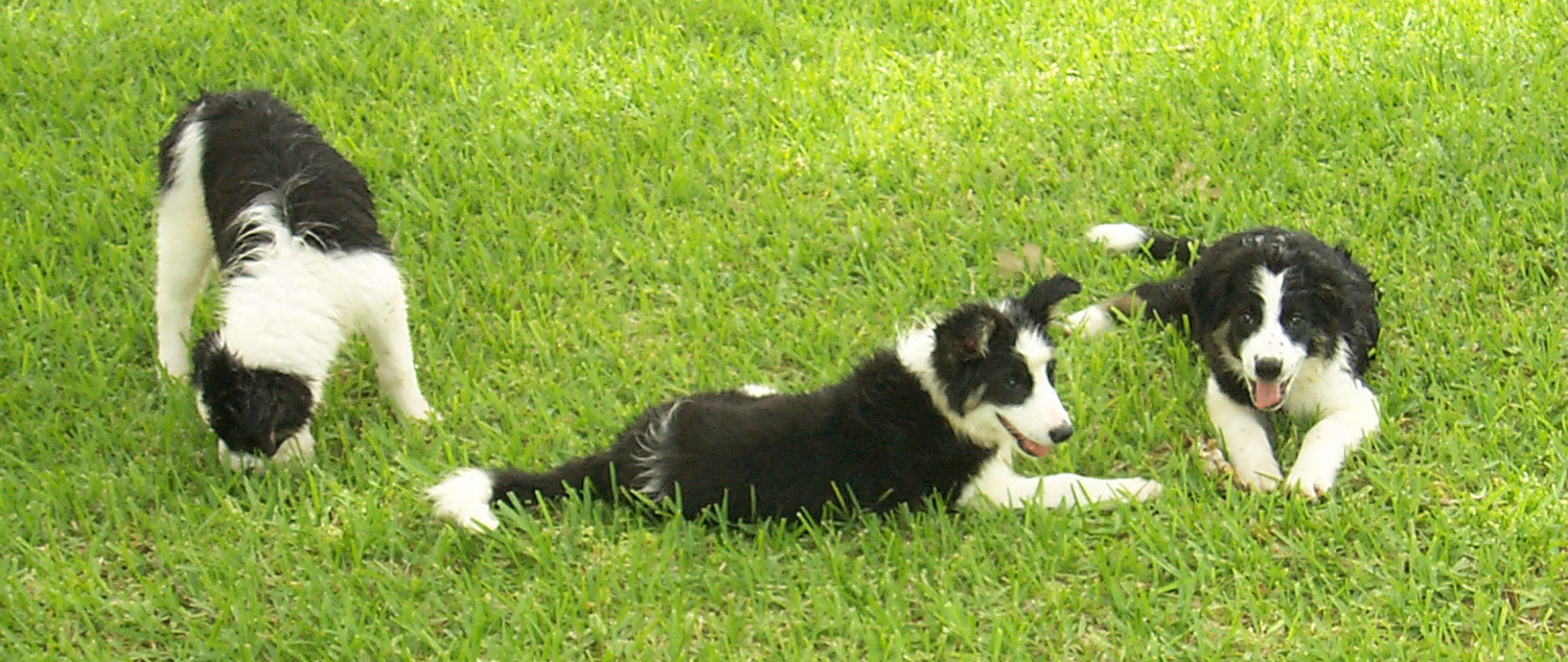 Three Collies hires