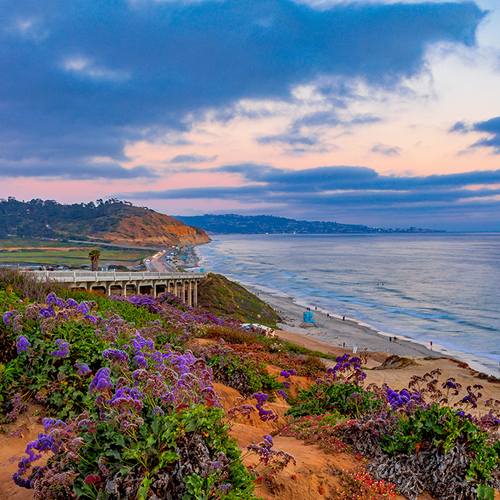 Panoramic view of Torrey Pines State Natural Reserve showing cliffs, bridge, ocean and purple flowers