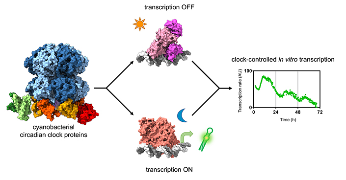 Graphic of cyanobacteria transcription factor binding