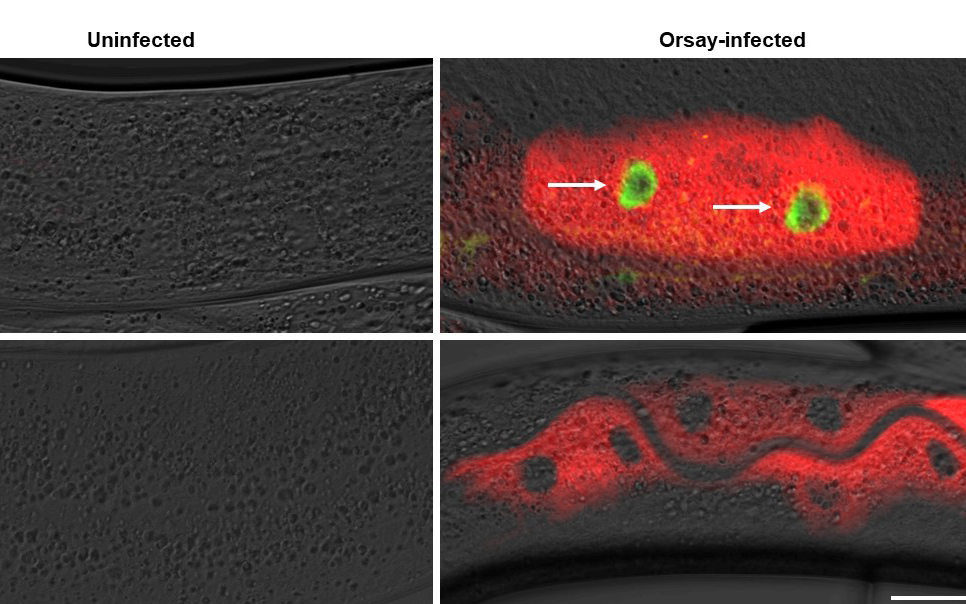 Biologists Pinpoint Key Factor in Immune System Response to Viral Infection