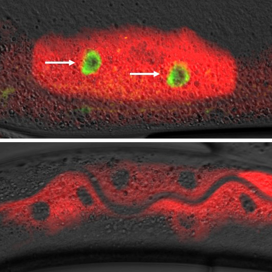 Biologists Pinpoint Key Factor in Immune System Response to Viral Infection