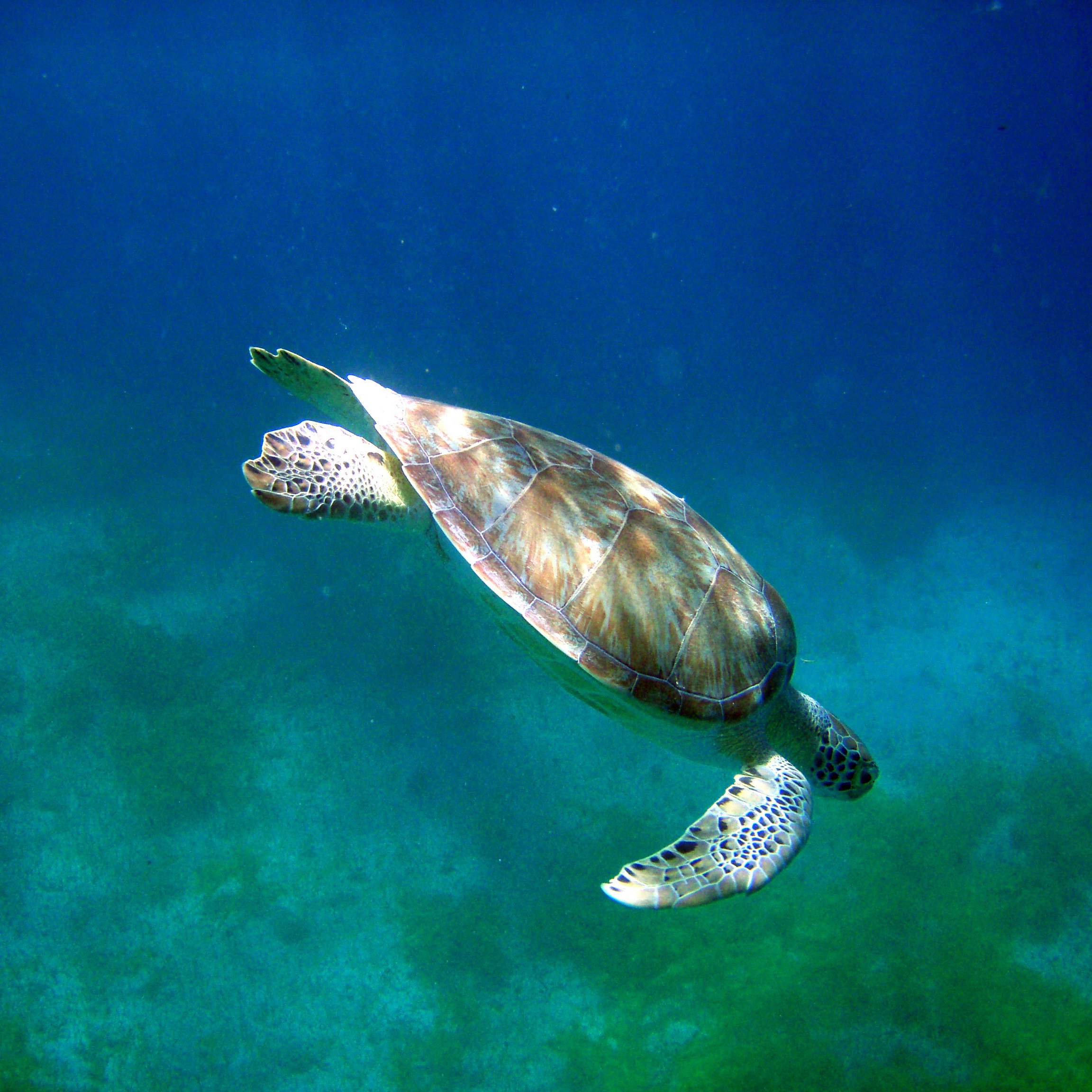 Novel Technologies Reveal Key Information About Depleted East Pacific Green Sea Turtles