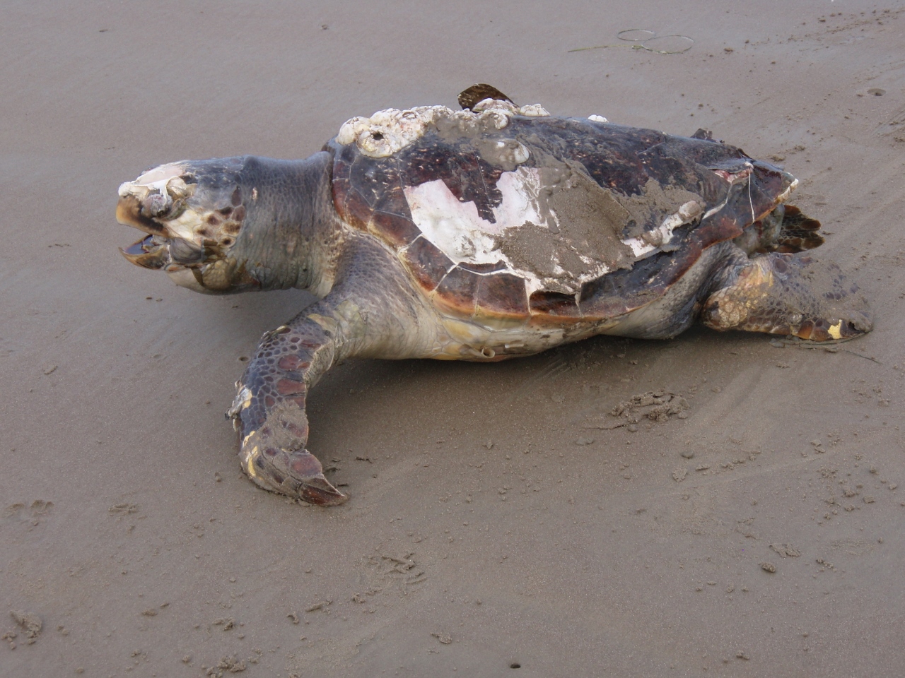 Study Shows Signs of Hope for Endangered Sea Turtles