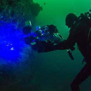 Patterns of Glowing Sharks Get Clearer with Depth