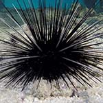 Rise of Aggressive Reef Predator From Overfishing May Impede Sea Urchin Recovery, Study Finds