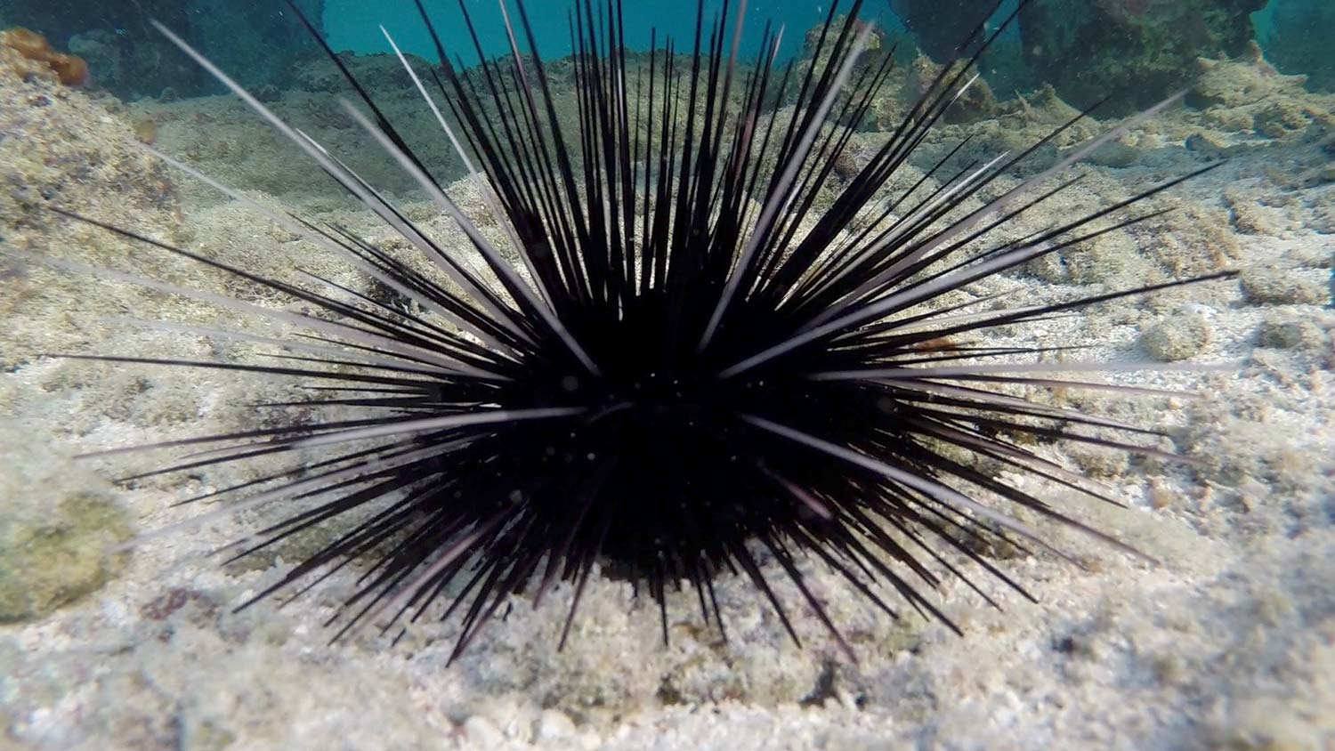 Long-spined reef urchin