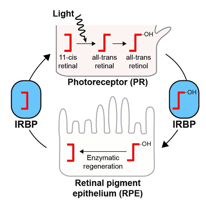 A schematic of the vertebrate visual cycle highlighting the physical separation of light sensing.