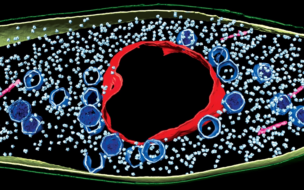 Biologists Discover How Viruses Hijack Cell’s Machinery