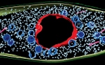 Biologists Discover How Viruses Hijack Cell’s Machinery