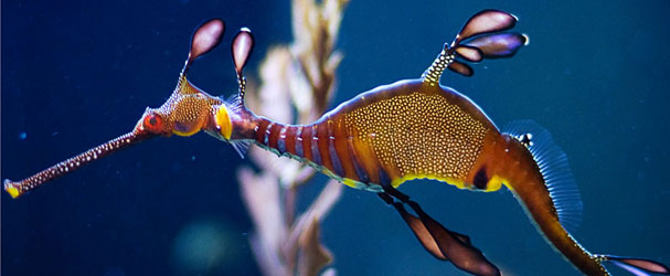 Weedy SeaDragon