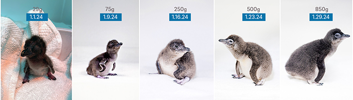 Week to week update of the chick.