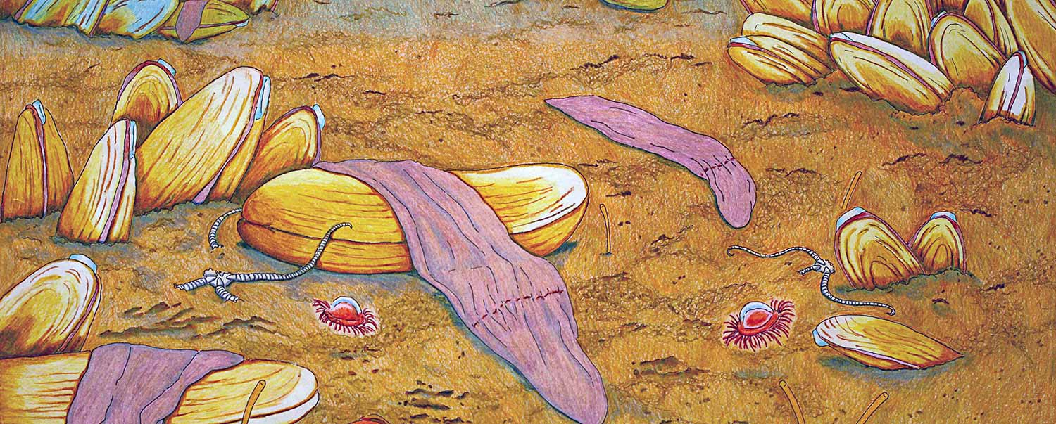 Image: A pastel painting of one of four new species, Xenoturbella monstrosa