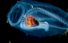 SalpPOOP Study Highlights Biogeochemical Importance of Zooplankton Fecal Pellets