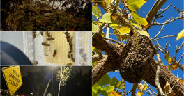 Four images of a bee colony studies, including hives in trees, city streets and a laboratory.