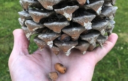 Get to Know Our Nation’s Rarest Pine Tree and Plant a Seedling to Celebrate a Century-Long Tradition