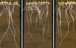Groundbreaking Images of Root Chemicals Offer New Insights on Plant Growth