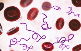 What are the Drivers of Chronic Infectious Disease?