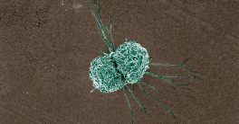 single macrophage