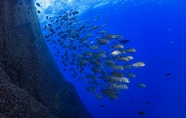 A school of fish in a marine protected area