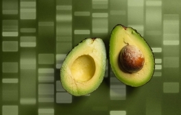 Avocado halves on top of a genome map.