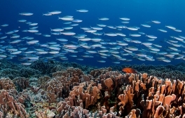 New Research Shows Wildlife & Marine Environment Benefit when Island-Ocean Connections Are Restored