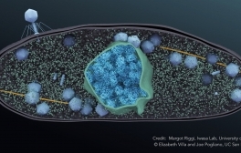 Image of a jumbo phage infecting a bacterium.