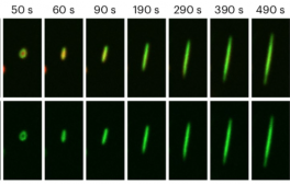 Protein Discovery Sheds New Light on Cellular Behavior