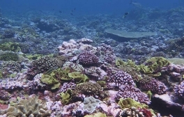 An image of a recovered coral reef from the Palmyra Atoll, showing green and pink reef-building corals and other calcifying organisms. 
