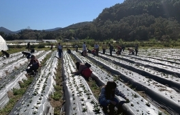 Students working in strawberry beds with mountains in background