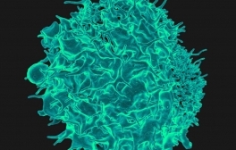 t cells