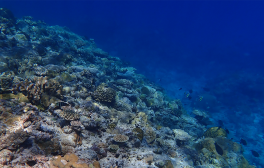 Coral reefs at a study site off Taiping Island, South China Sea. 