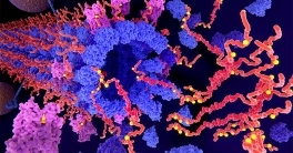 illustration shows tau protein becoming detached from a microtubule.