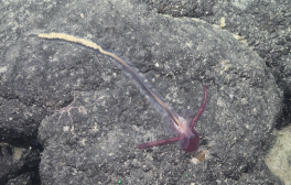 “Bizarre” Yoda Acorn Worm Makes Top 10 Marine Species List