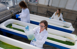 Students in lab coats standing next to tubs of algae water.