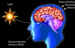 A schematic showing sunlight cues neuronal signals in the suprachiasmatic nucleus in the brain.