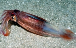 When Water Temperatures Change, the Molecular Motors of Cephalopods Do Too