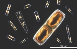 Phenomenal Phytoplankton: Scientists Uncover Cellular Process Behind Oxygen Production