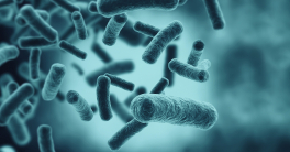 Min Proteins for Max Efficiency During Cell Division