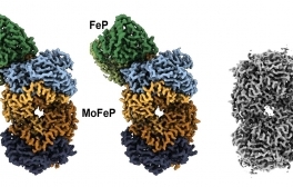 Researchers Take First-Ever Cryo-EM Images of Nitrogenase in Action