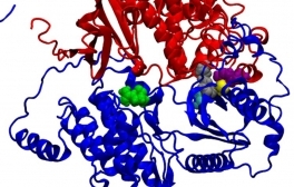 Researchers Identify Elusive Carbon Dioxide Sensor in Plants that Controls Water Loss