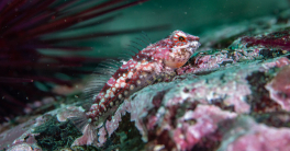 A scalyhead blenny is shown underwater. This fish has a striking pink and white spotted body and red-striped eyes.