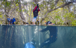 Two researchers wade through a tangled mangrove forest in the Galapagos.
