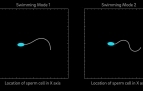 Video: A new mathematical model predicts that mammalian sperm cells have two distinct swimming modes. This prediction opens new questions about potential connections between sperm cells’ motor activity and their transitions to hyperactivation phases that may play