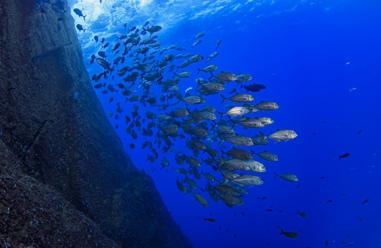 New Study: Protecting Large Ocean Areas Doesn’t Curb Fishing Catches