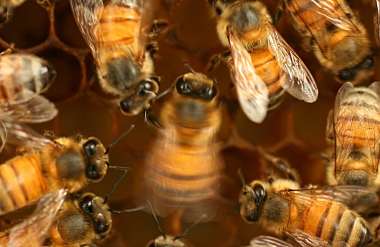 蜜蜂的“摇摆舞”中发现了复杂的习得性社会行为