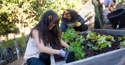 Video: Behind the Vine: Campus Gardens Cultivate Sustainability and Belonging