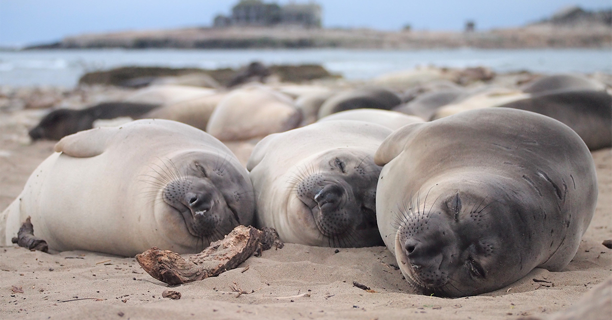 La Jolla's Seal Problem 