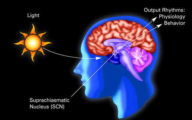 The temperature of the healthy human brain varies much more than